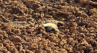 Köpeği gübre çukurunda boğulmaktan son anda kurtardılar