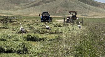 Nehil Sazlığı'nın leylekleri biçilen tarlalarda yiyecek arıyor
