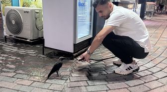 Siirt'te susayan kargaya esnaf tarafından su verildi