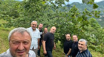 Trabzon'da Fındıkta rekolte tespiti çalışmaları başladı