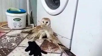 Yaralı baykuş tedavi altına alındı