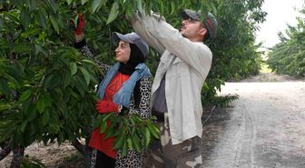 Yozgat'ta dev kiraz bahçesinde hasat mesaisi