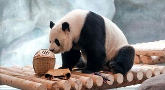 Albüm: Beijing Hayvanat Bahçesi'ndeki 10 Dev Panda İçin Yeni Tesis Açıldı