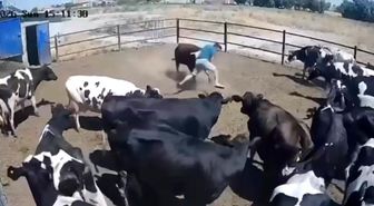 Boğanın saldırdığı besici büyük tehlike atlattı, o anlar kamerada