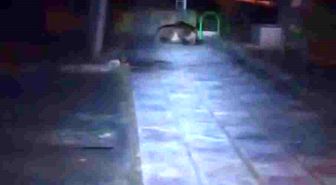 Bolu'da çocuk parkına ayı girdi