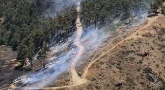 Bursa'da orman yangını