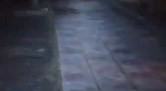 Çocuk parkında bozayı görüntülendi
