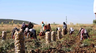 Hasadı başlayan patates fiyatıyla üreticilerin yüzünü güldürdü