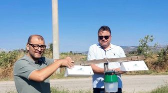 Pamuk tarlalarında zararlı takibi için feromon tuzakları kuruldu