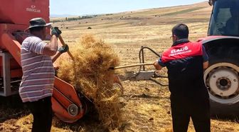 Ağın'da mercimek tohumluklarında hasat kontrolleri