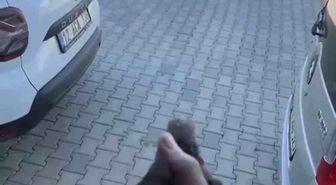 Apartman boşluğuna düşen sığırcık kurtarıldı