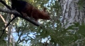 Yayla evinin bahçesine inen sincap yiyecek ararken görüntülendi
