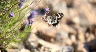 Harput'ta lavanta üzerindeki kelebeklerden görsel şölen