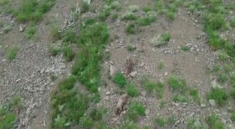Kırsalda yiyecek arayan ayı, dronu fark edince kaçtı