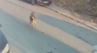 Silivri'de aracıyla sokak köpeğine çarpıp ölümüne neden olan sürücü tutuklandı