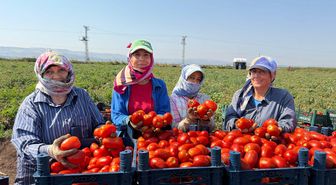 Amik Ovası'nda 35 derecede domates hasadı