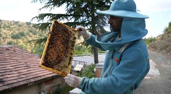 Ankara'da genç arıcı 1200 endemik bitkiyle 3 ton bal üretiyor