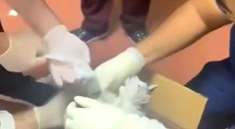 Bu kez hastaya değil, kediye müdahale