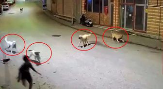 Dehşete düşüren anlar: Sokak köpekleri 10 yaşındaki çocuğu parçalıyordu