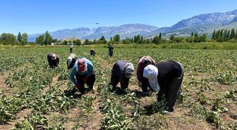 Erzincan'da kadın tarım işçileri kavurucu sıcakta pancar mesaisi yapıyor