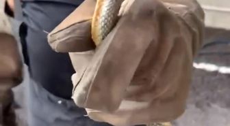 Feribottan inen araçtan yılan çıktı