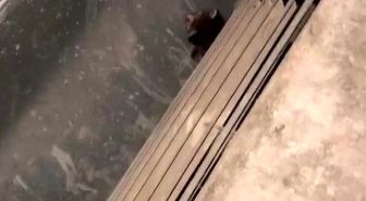 Havalandırma kazanına düşen 2 yavru kediyi öğretmen ve personel kurtardı
