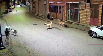Ordu'da küçük çocuk sokak köpeklerinin saldırısına uğradı