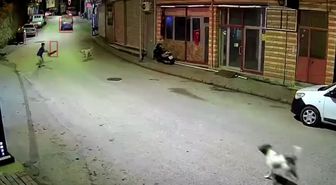 Ordu'da skuterlı çocuk köpeklerin saldırısına uğradı; o anlar kamerada