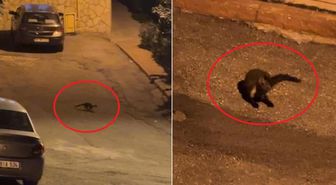 Hava kararınca mahalleye iniyorlar! Sayıları giderek artıyor