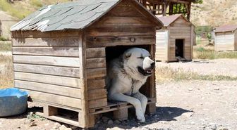 Soğuk havaya göğüs geren Kangal köpekleri sıcak yaz aylarında miskinleşiyor