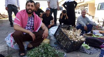 Batman'da doğal şifa mesaisi: Bahçelerden toplanan semizotu hem sağlık hem geçim kaynağı oldu