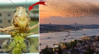 Çekirge istilası kıyamet alameti mi?