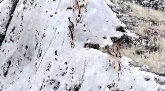 Elazığ'da dağ keçileri dronla görüntülendi