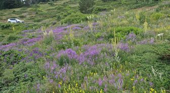 Ilgaz Dağı temmuzda ilkbaharı yaşıyor