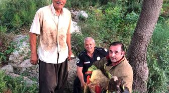 İskenderun'da dereye düşen koyun itfaiye ekiplerince kurtarıldı