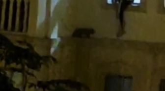 Mardin'de mahsur kalan kedi kurtarıldı