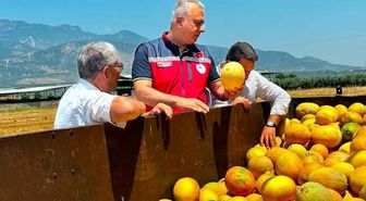 Tescilli Kırıkhan kavununda hasat devam ediyor