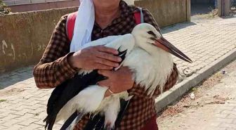 Yerde bitkin halde bulduğu yaralı leyleğe sahip çıktı