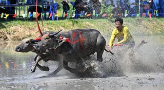 Tayland'da Çeltik Sezonu Bufalo Yarışlarıyla Kutlandı