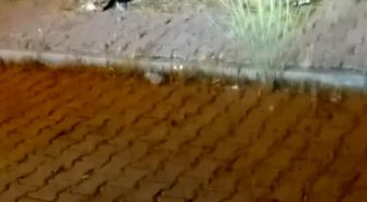 Elazığ'da kedi ile yılanın mücadelesi kamerada