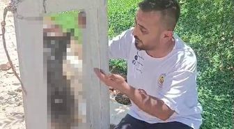 Evin avlusundan çalınan köpek, elektrik direğinde asılı halde ölü bulundu