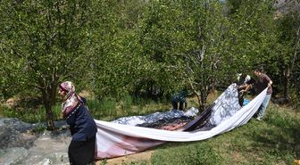 Geleneksel dut pekmezi üreticilere ek gelir kapısı oluyor