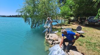 Manavgat'ta iç sulara 400 bin sazan yavrusu salındı