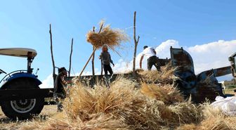 Tercan'da hububat tarlalarında hasat başladı