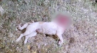Aksaray'da çoban köpeğini satırla katleden cani kıskıvrak yakalandı