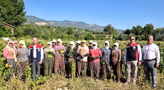 Aydın'da tütün üretiminin merkezi Karacasu'da kırım başladı