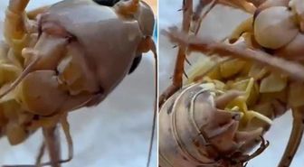 Çekirge istilası mı başladı? Bakanlıktan tedirgin eden görüntülerle ilgili açıklama