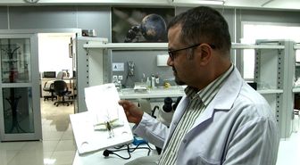 Çekirge İstilası Değil, Yerli Tür Popülasyon Artışı
