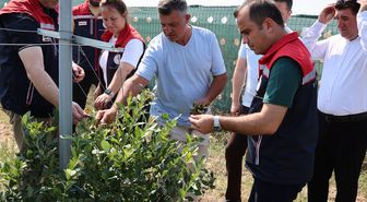 Edirne Tarım ve Orman Müdürü Köse yaban mersini hasadına katıldı