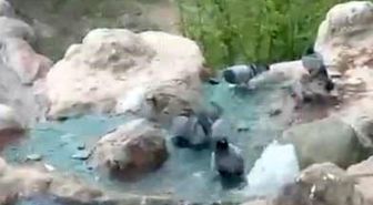 Elazığ'da kavurucu sıcaktan bunalan güvercinler suyla serinledi